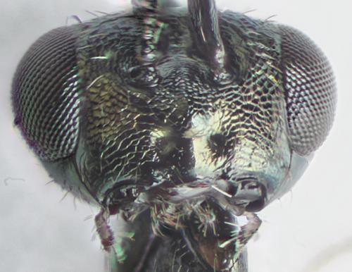 Réf. 293 401 : Gastracanthus pulcherrimus
